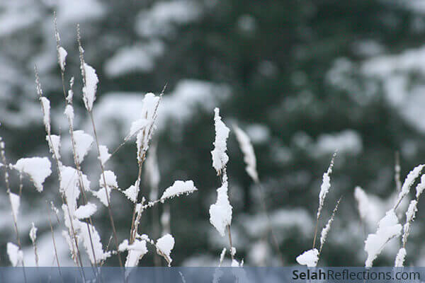A New Year's Gift - Delighting in the unexpected