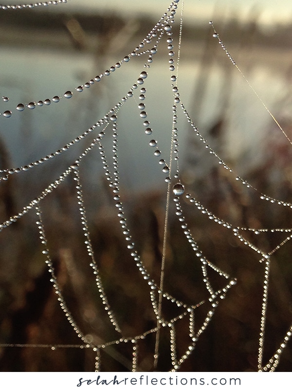 Dewdrops on a cobweb
